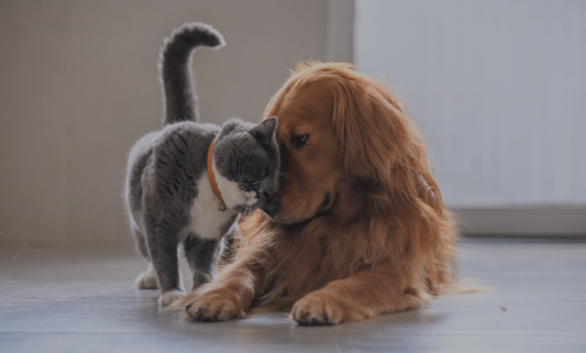 🐾 Top 5 Must-Have Pet Essentials in 2025 (All Under £20!)
